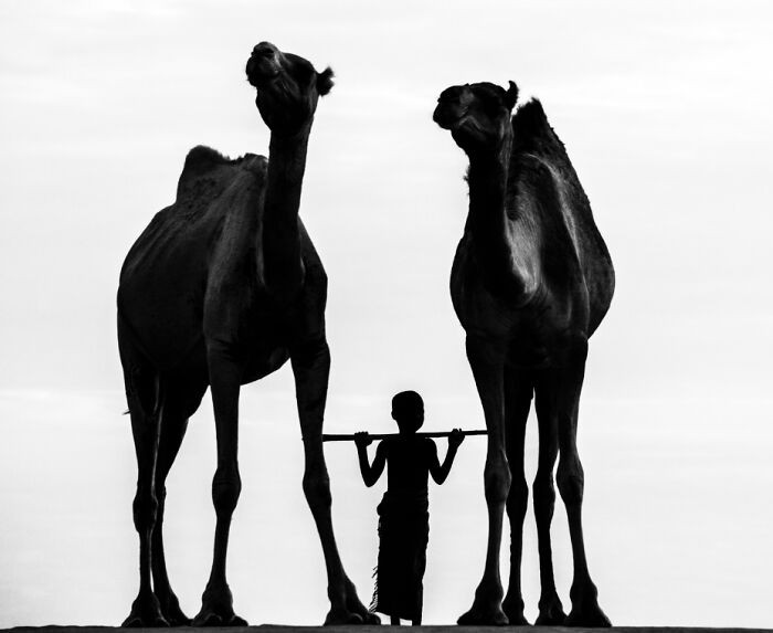 “The Boy And His Camels” By Shyamala Thilagaratnam