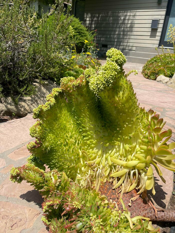 "Found This Glorious Succulent On My Walk Yesterday"