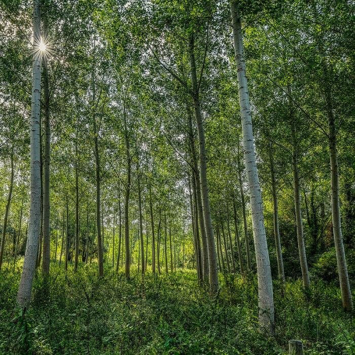 What the bullied deserved.