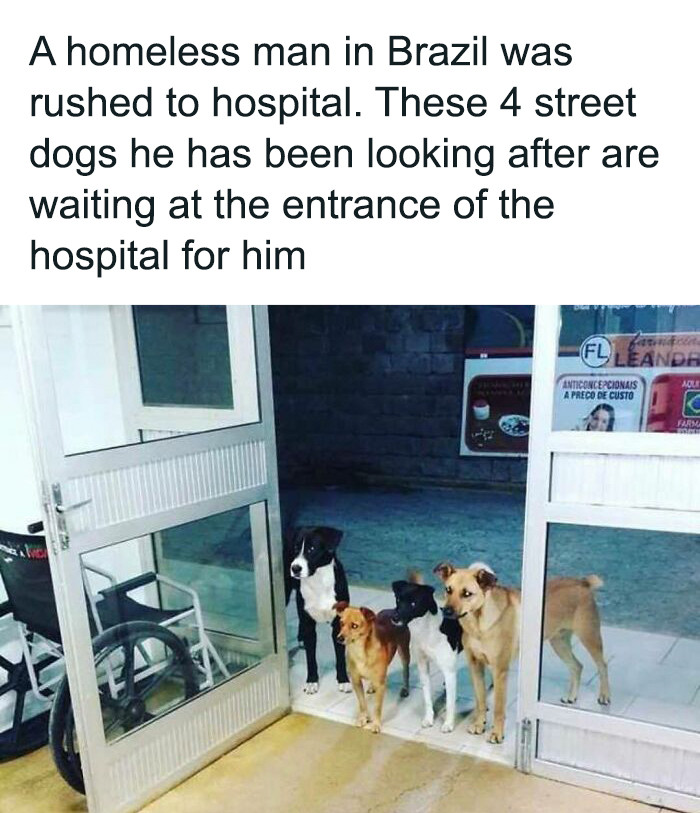 2. Four-Legged Friends