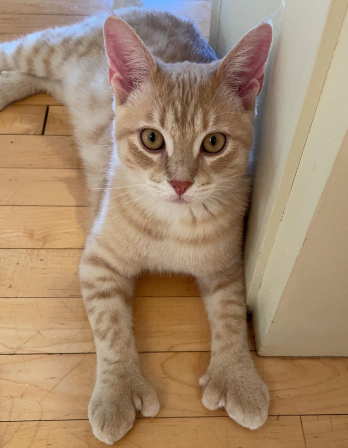 19. Have you ever seen a cat with 13 little fingers?