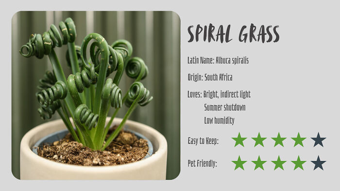 Spiral Grass (Albuca Spiralis)