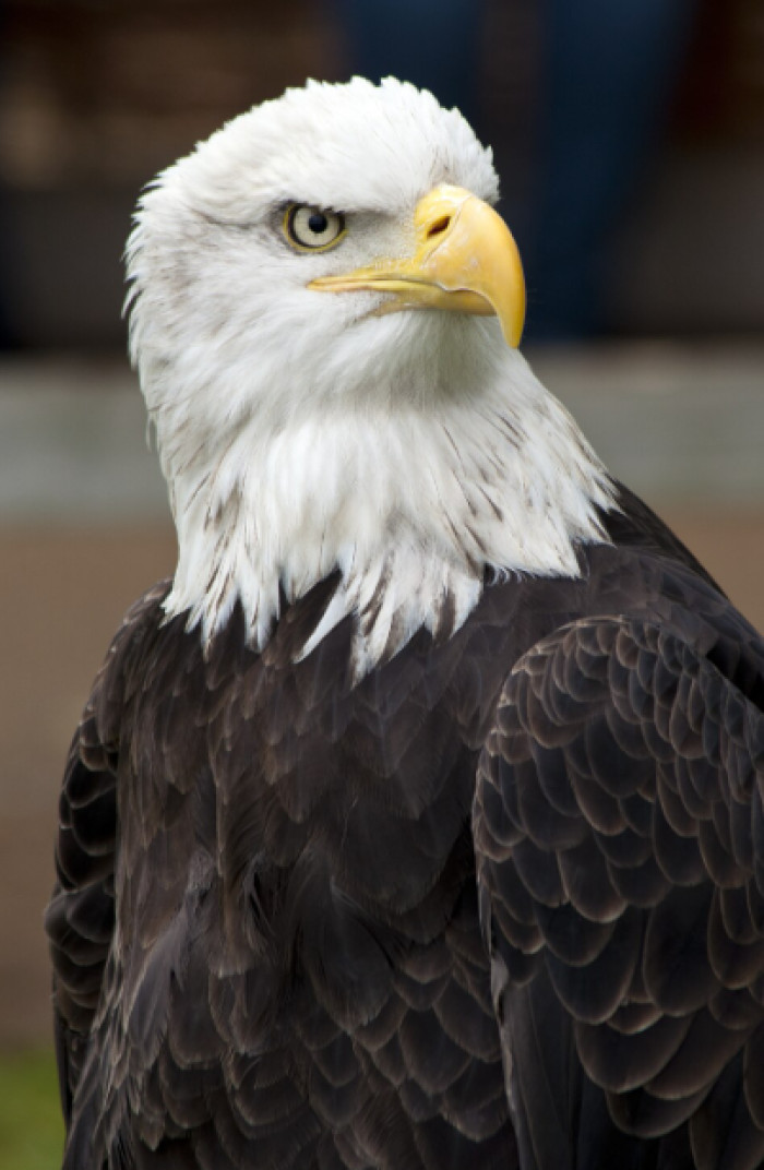 4. Bald Eagles