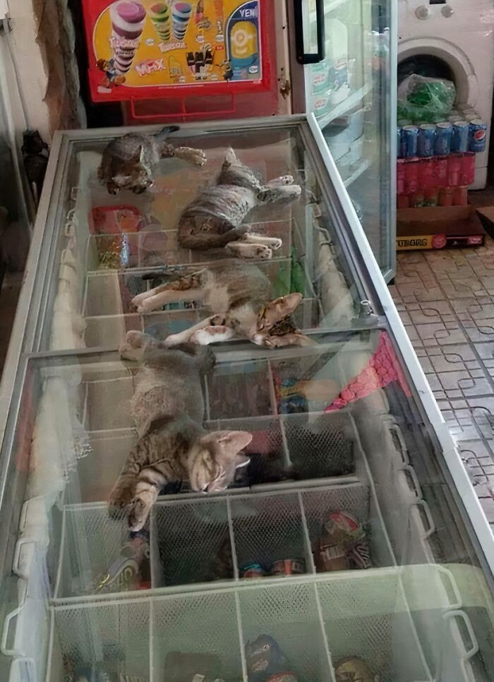 "The Street Is Very Hot, So The Saleswoman Allows Kittens To Go Into The Store And Sleep On The Freezer"