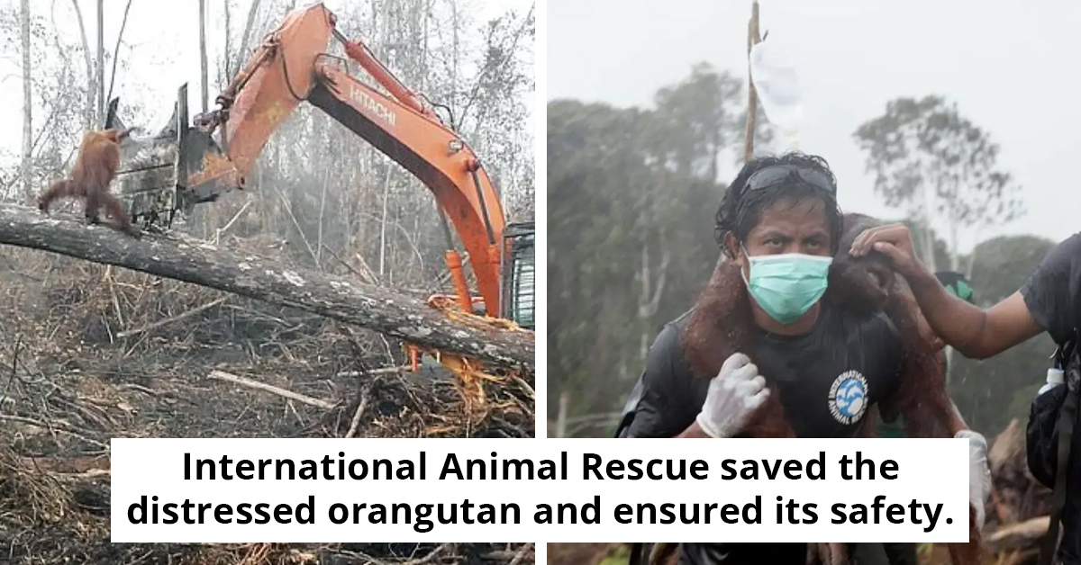 Orangutan Struggles To Defend Home Against Encroaching Excavator