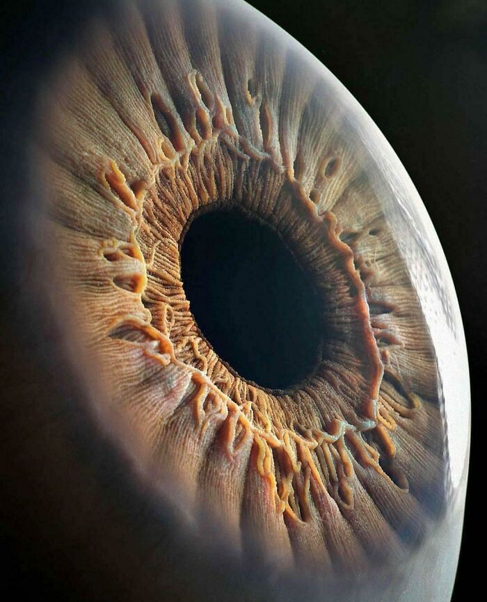 18. The Human Eye