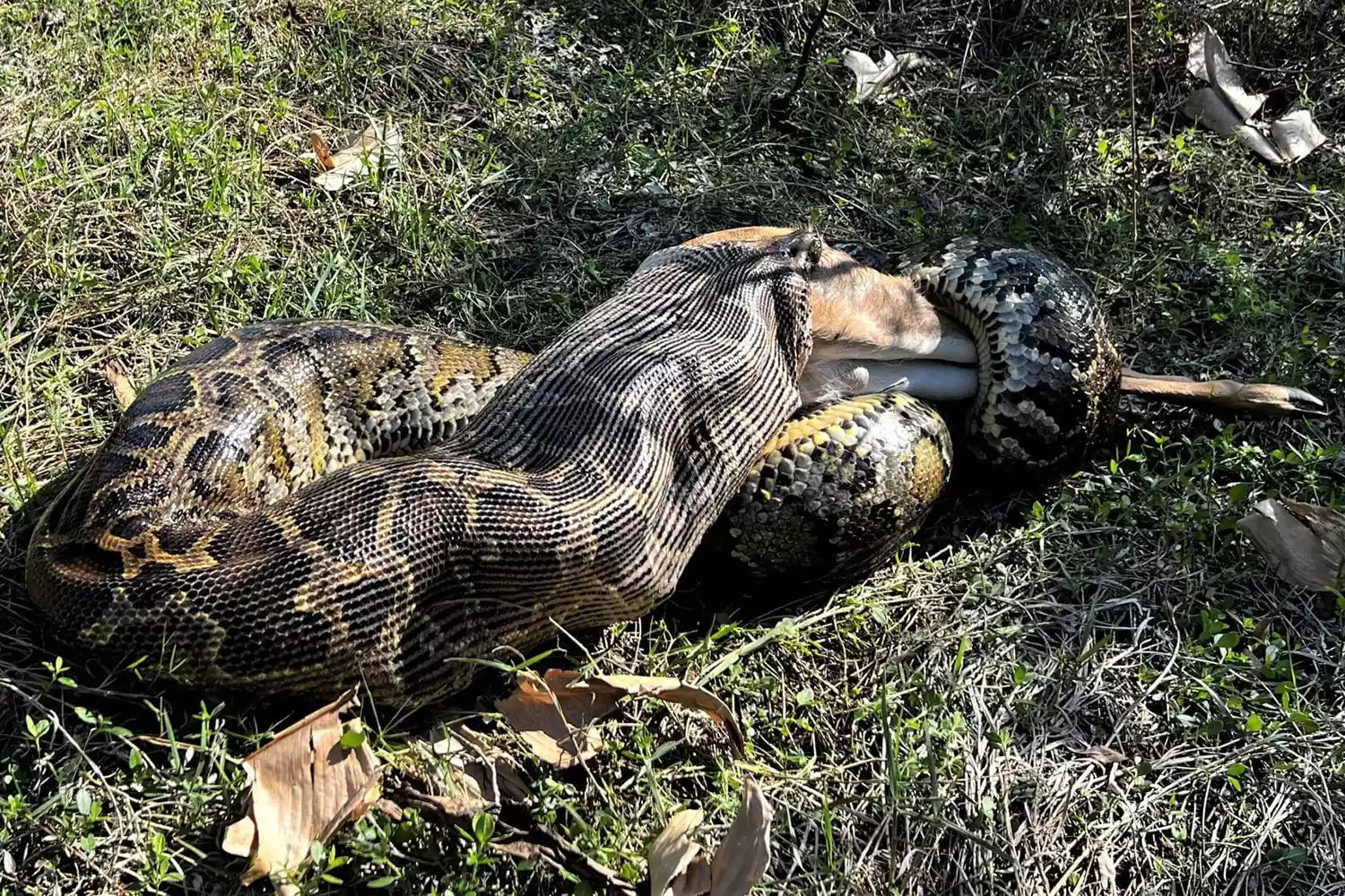 According to the study, 66.9% of the python's mass was made up of the deer it ate in the footage