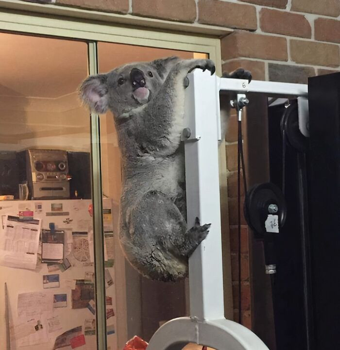 "Went Outside To Do A Workout This Morning, And This Little Fella Was There"