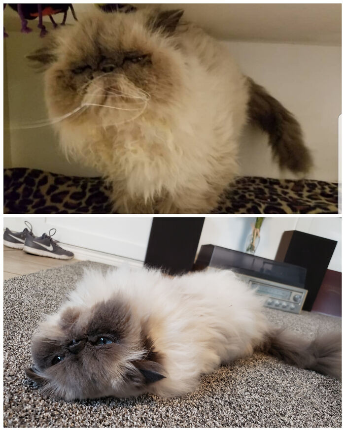"10 Year Old Girl Neglected By Previous Owners. Took A While To Come Out Of Her Shell, She's The Sweetest Old Gal"