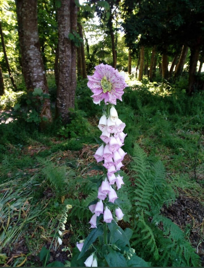 "Foxglove, Ireland"
