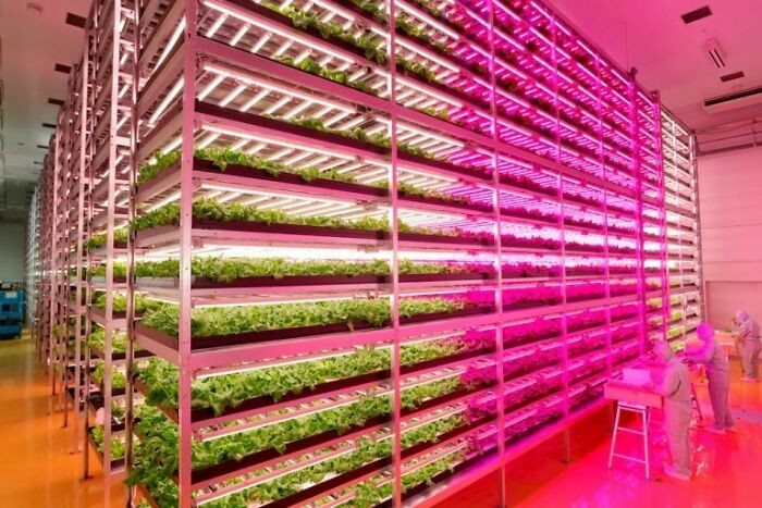 "Worlds Largest Indoor Farm Using LED Lights"
