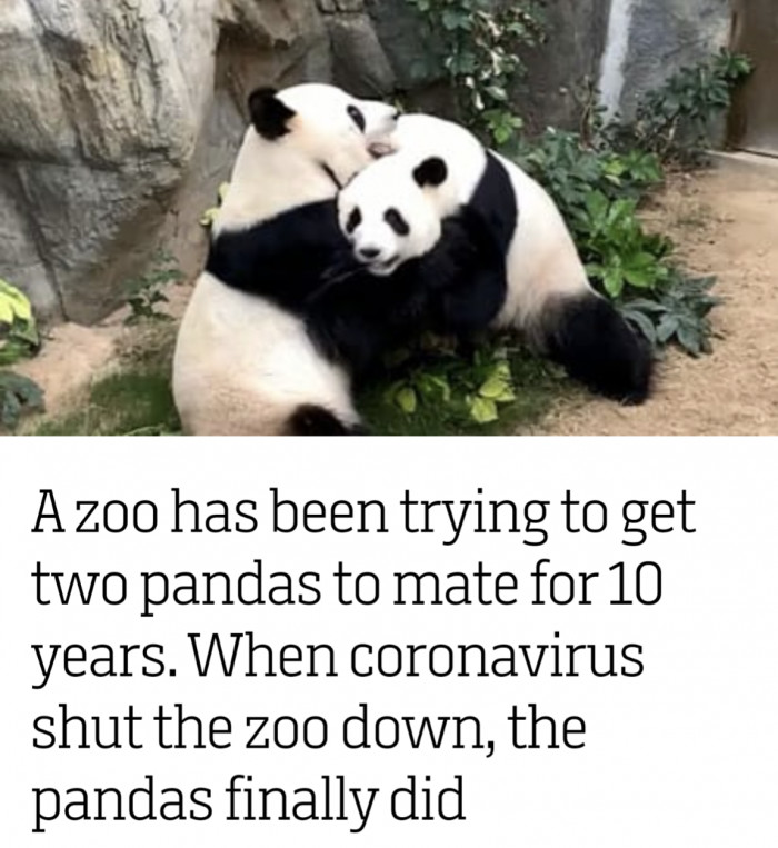 A  zoo has been trying to get two pandas to mate for 10 years. When coronavirus shut the zoo down, the pandas finally did