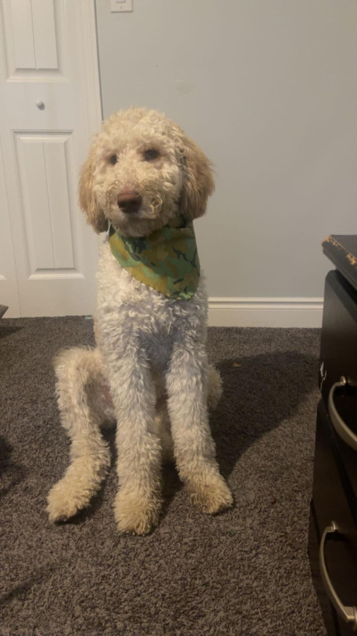 The adorable puppy in question