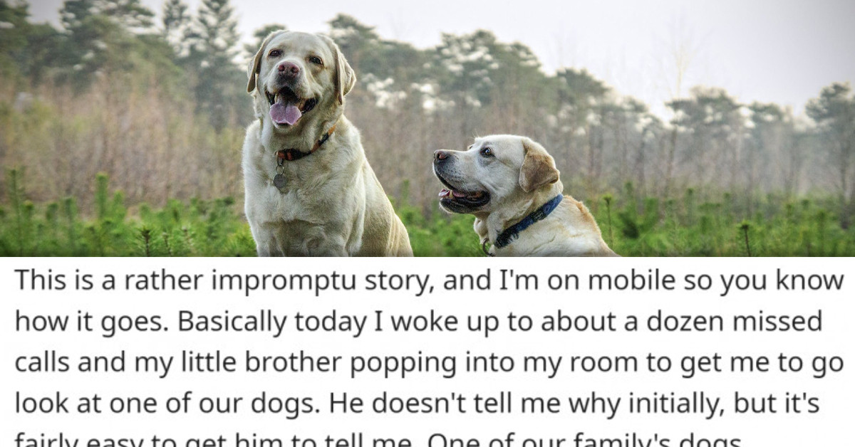 Redditor’s Family Expects Them To Take Care Of All Five Family Dogs, They Won't Budge