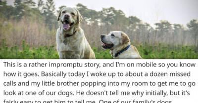 Redditor’s Family Expects Them To Take Care Of All Five Family Dogs, They Won't Budge