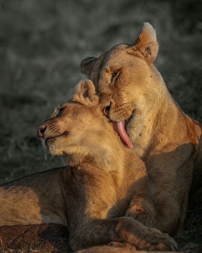 A Mother African Lion Grooming Her Cub