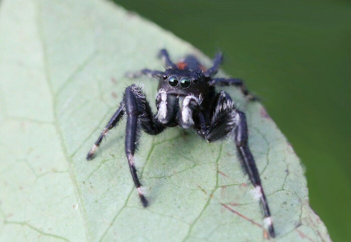 11. That Spiders Have Big Territories