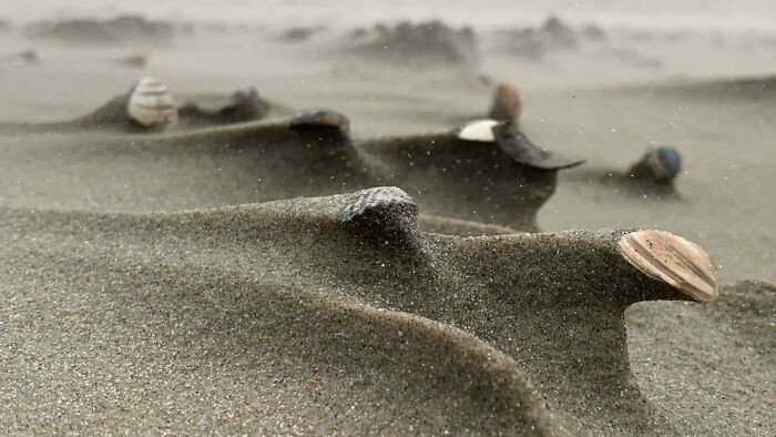 "Miniature Landscape Shaped By The Wind At Callantsoog, The Netherlands"