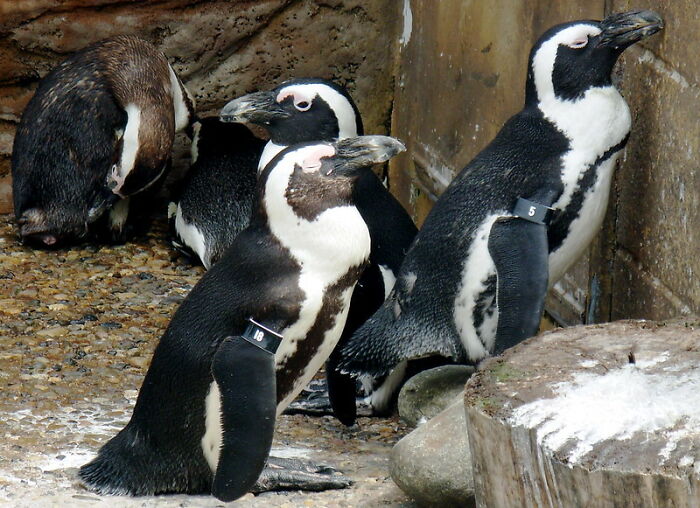 27. Rumor has it that this one puzzled scientists for quite a while.