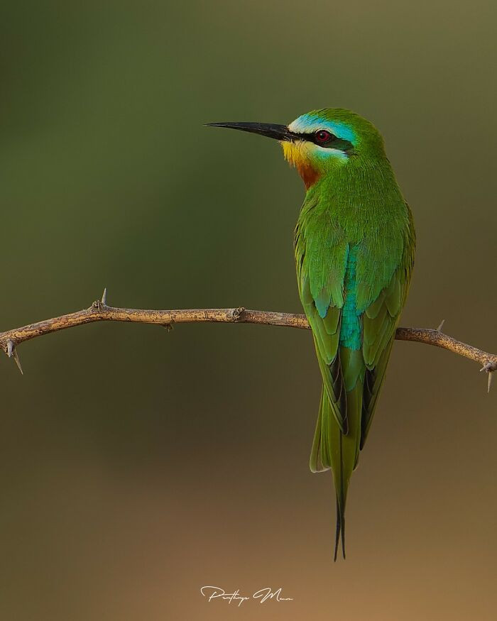 Blue-Cheeked Bee-Eater
