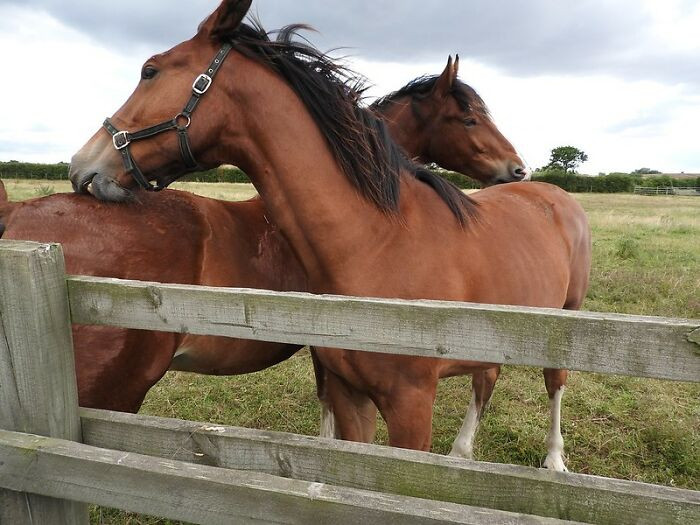 16. “A horse threw me in the air when I was a child. But I wasn’t on his back. He grabbed the skin of my back with his teeth and yeeted me.”