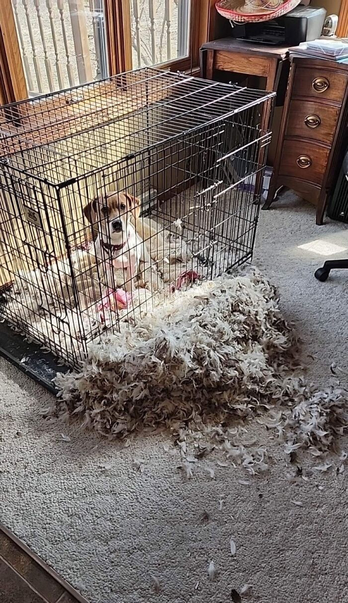 "Leaving A Pillow On Top Of The Cage"