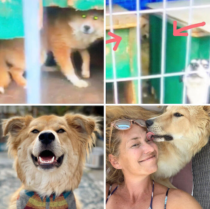 Phoenix rescued from streets, covered in hot tar, later after care transformation