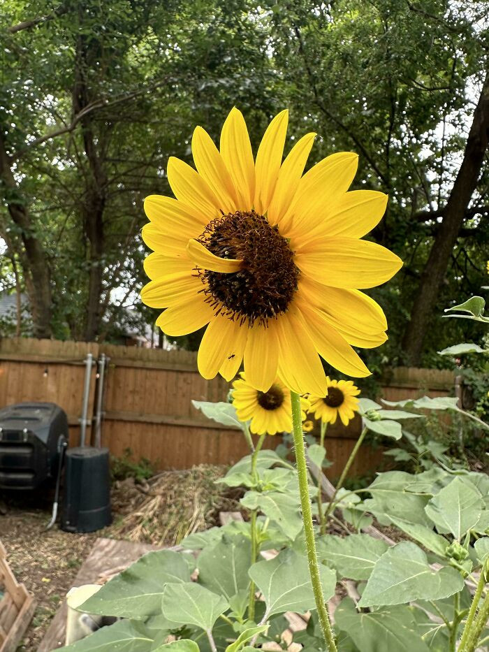 "Sunflower Tongue?"