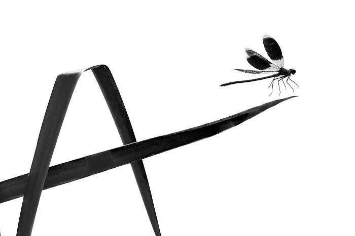 Butterflies, 3rd Place: Dragonfly Alphabet Calligraphy By Dmitrii Melgunov