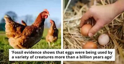 The Chicken or Egg Debate Is Finally Resolved by Scientists