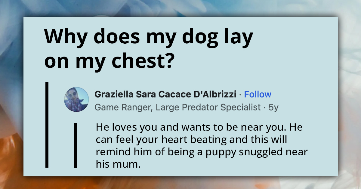 Why Dogs Choose Your Chest As Their Preferred Snooze Zone
