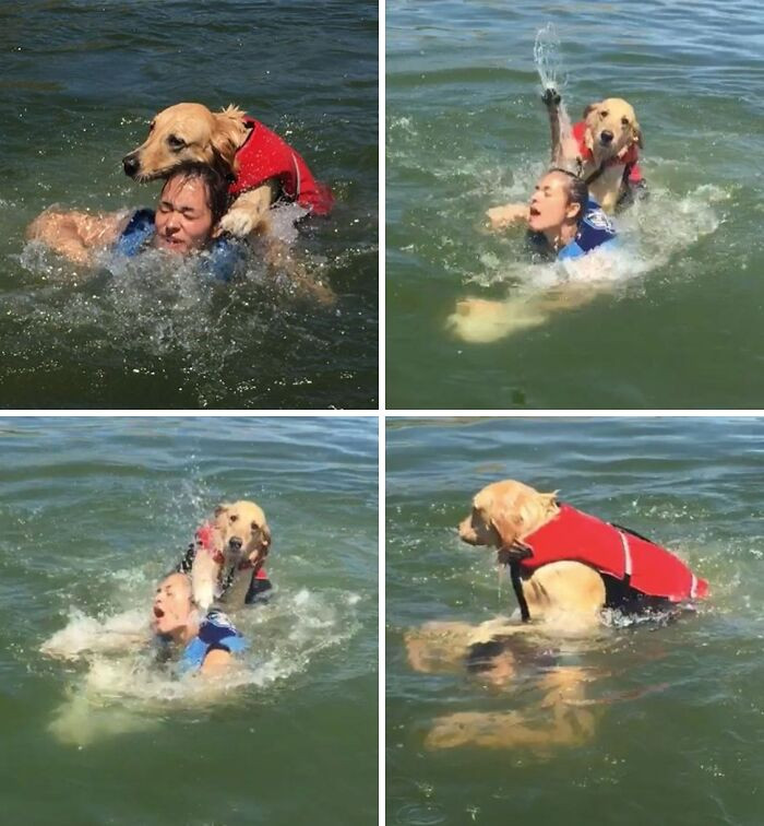 "They Took The Dog Swimming For The First Time"