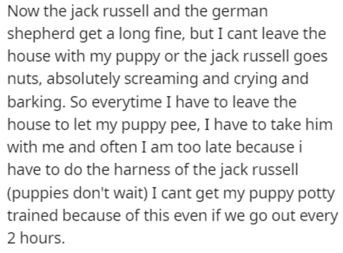 The dogs get along fine, but the Terrier goes crazy when OP leaves the house