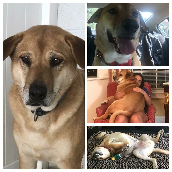 "Meet Buddy, The 6 Year Old Lab Mix. We’ve Had Him For A Little Under 2 Weeks And He Is Already The King Of The House (And My Lap)"