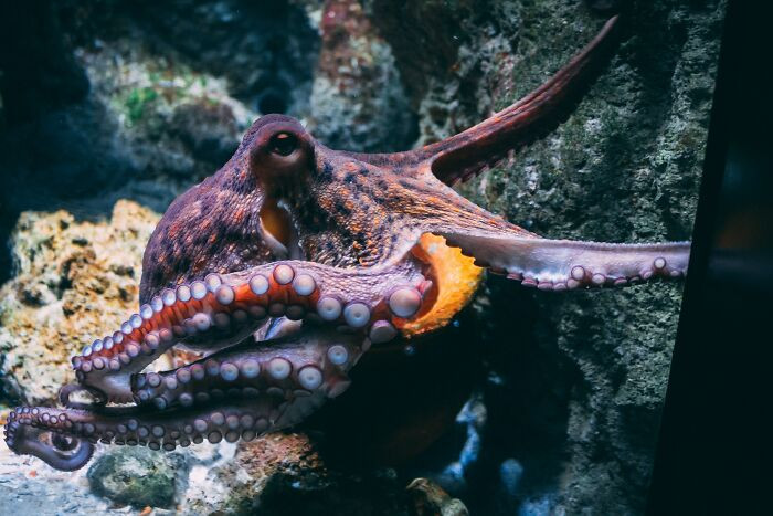 15. Octopuses are a little odd.