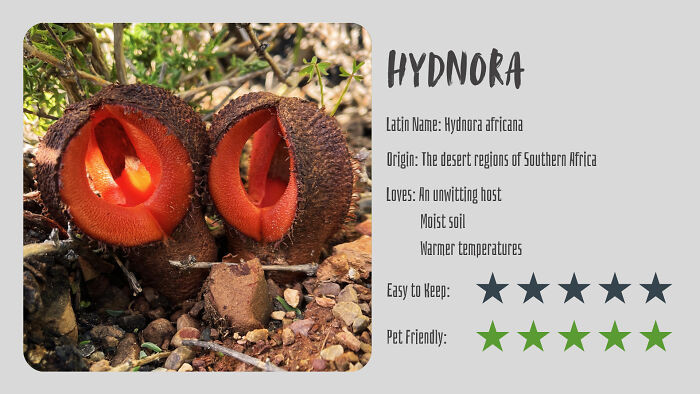 Hydnora (Hydnora Africana)
