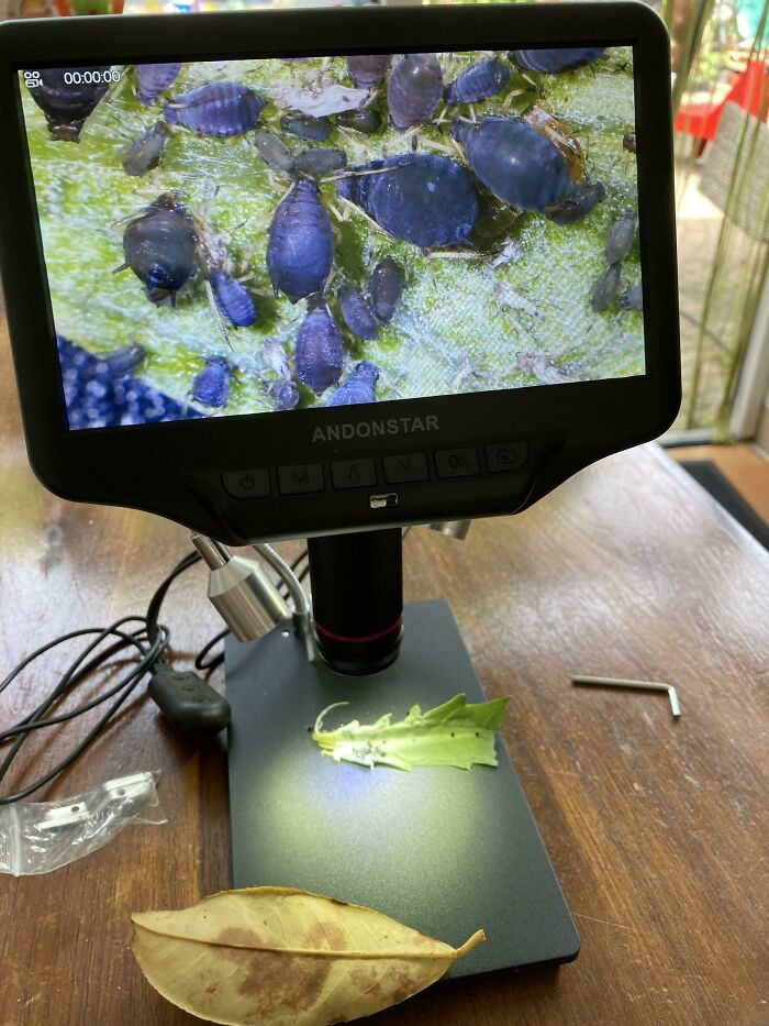 "Got A New Microscope For Soldering And My Dad Still Had Some Fresh Greens From His Vegetable Garden"