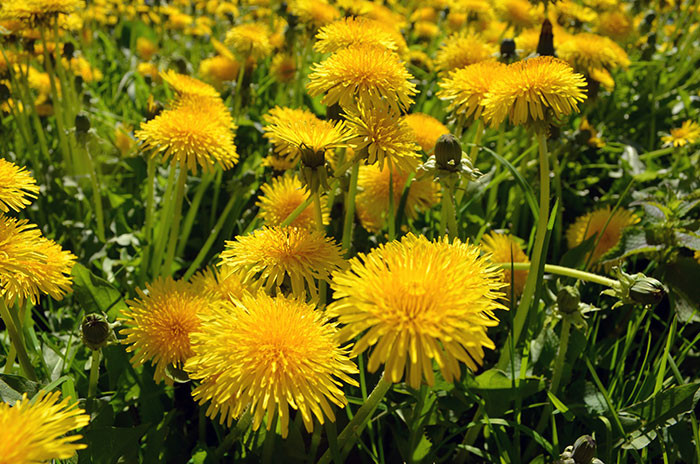 The whole dandelion plant, including its roots and petals, is edible.