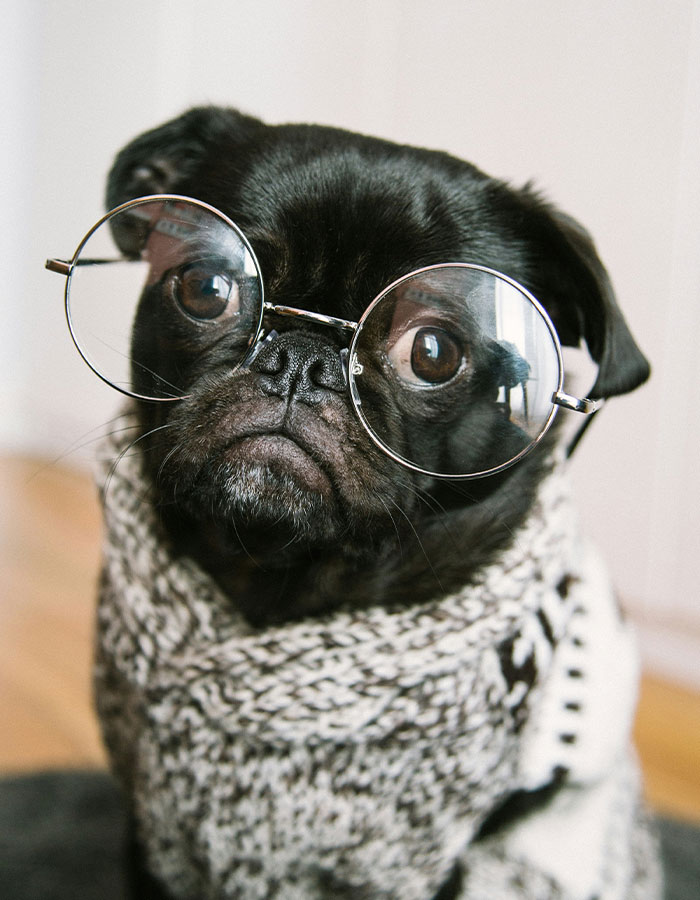 Dogs are becoming friendlier and more easygoing as people look for more affectionate pets.