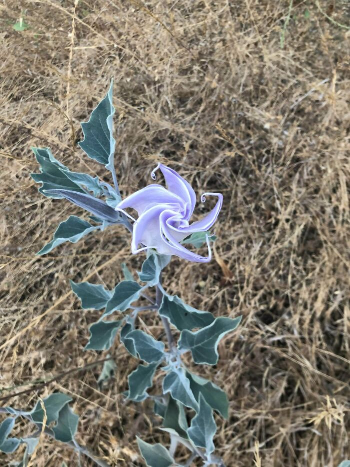 4. What’s This Purple Guy? Found Hiking Near The Hollywood Sign. Super Cool Shape And Color: