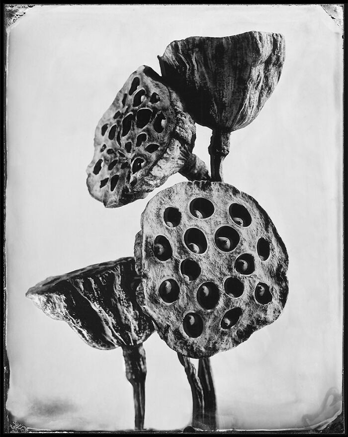 Echoes Of Nature: Flora In Ambrotype By Dmytro Trush, Ukraine