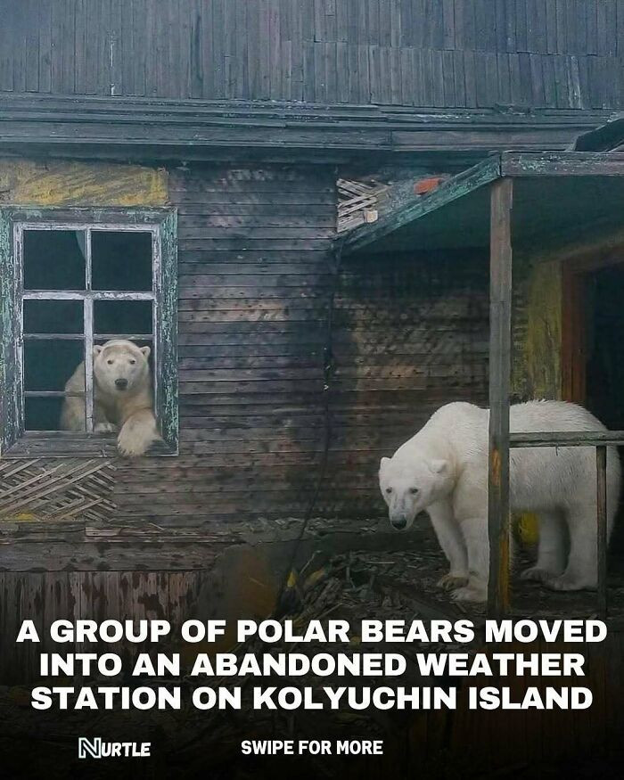Polar Bears Claim a Ghost Station
