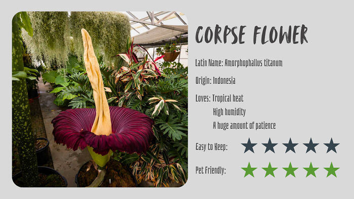 Corpse Flower (Amorphophallus Titanum)