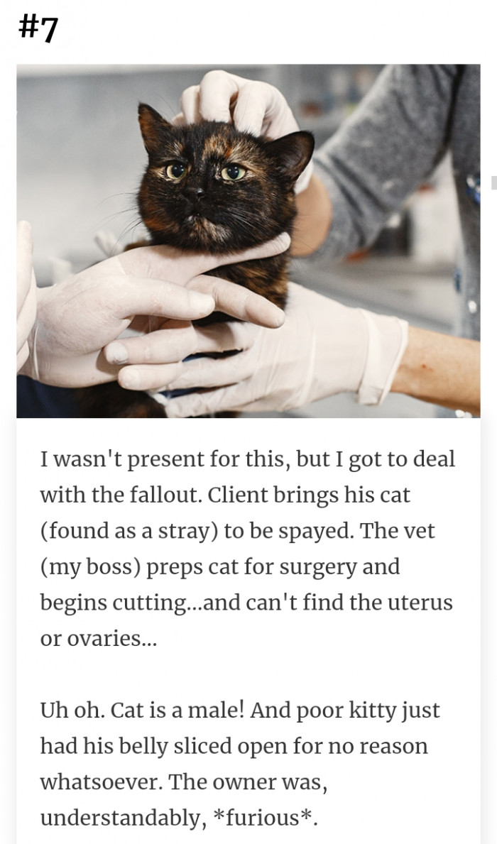 7. Poor cat. Lesson learned to always double or triple check the gender before spaying.