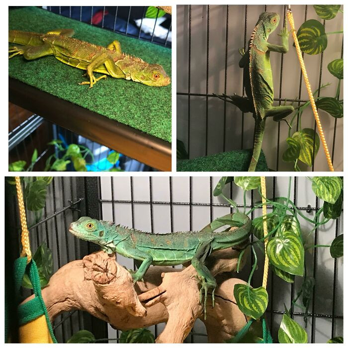 "Got Him From Someone Who Was Neglecting Him. He Didn’t Even Have The Energy To Stand (Top Left) Now Felix Is A Very Happy Boy And Loves To Run Around"
