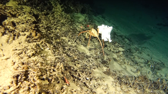 Marine sediment and water samples show DDT contamination in Mediterranean depths