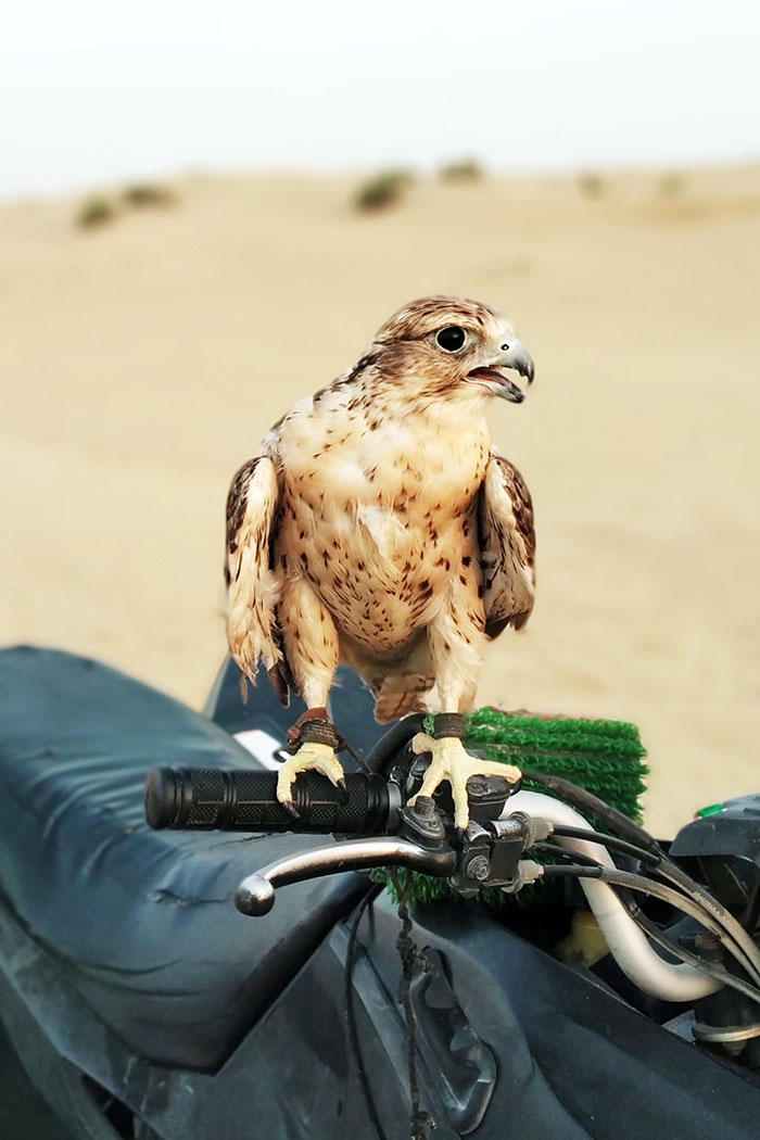 46. This Little Guy Landed On My Bike At A Dubai Desert Safari