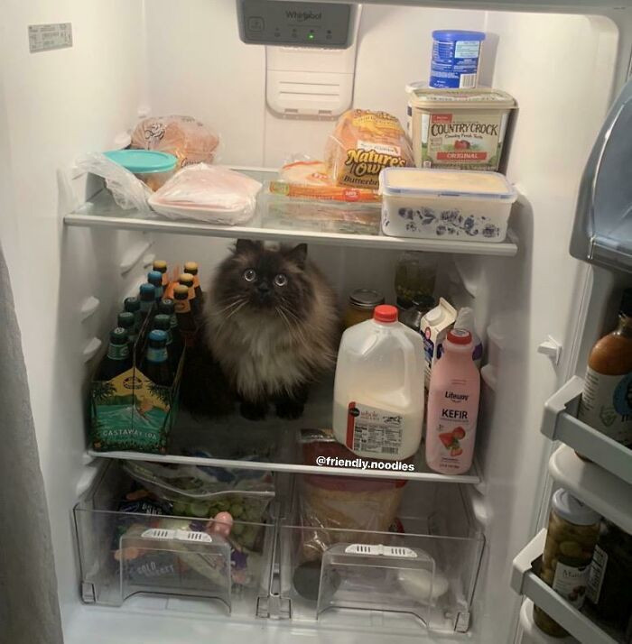 26. Every Time I Clear Some Space In The Fridge, Noodle Thinks It's For Him. What Can You Guess About Us?