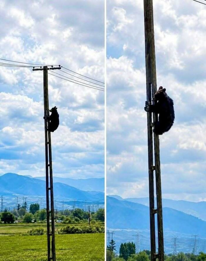 Slavic Electrician Checking The Lines. He’s A Bit Grumpy Today