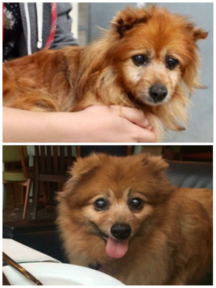 "16 Year Old Popcorn Had Never Had A Home When We Found Him. He’s 17 And A Half Now And Living His Best Life!"